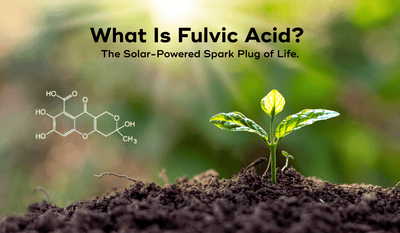 What is Fulvic Acid? Learn how it transfers solar power to you.