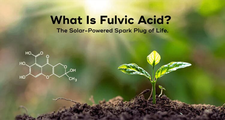 What is Fulvic Acid? Learn how it transfers solar power to you. – Akamai